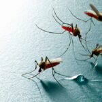 Co nesnáší hryzec vodní? Efektivní způsoby, jak ho eliminovat